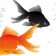 goldfish_2026 のプロフィール画像