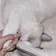 あられちゃんだう のプロフィール画像