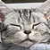 しゃのん3 のプロフィール画像