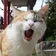 えたのーる のプロフィール画像