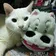 まろりんはぬこ派 のプロフィール画像