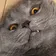 だこにゃんこ のプロフィール画像