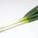 negima_svwb のプロフィール画像