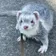 ゆりあはフェレットの下僕 のプロフィール画像