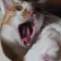 たわけん のプロフィール画像
