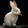 FOXRABBIT のプロフィール画像