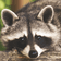 Premiere_Raccoon のプロフィール画像