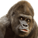 伊達ゴリラ のプロフィール画像