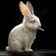 FOXRABBIT のプロフィール画像